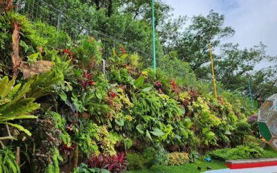Vertical Gardens: Everything You Need to Know
